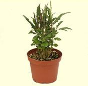 Dizygotheca elegantissima plant